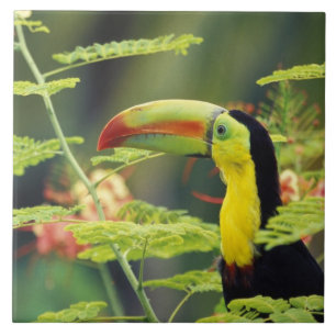 Azulejo De Cerámica Centroamérica, Honduras. Toucan con la factura de 
