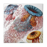 Azulejo De Cerámica Cerámica de las medusas de Haeckel<br><div class="desc">Las imágenes originales son del décimosexto al comienzo del siglo XX.  Ilustraciones coloreados raros y únicos de los artistas de viejo en su búsqueda para descubrir la naturaleza. Esta imagen de medusas de "formas de arte de naturaleza" fue ilustrada por Ernst Haeckel,  1834-1919.</div>