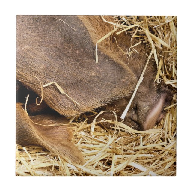 AZULEJO DE CERÁMICA CERDO CUTIDO (Frente)