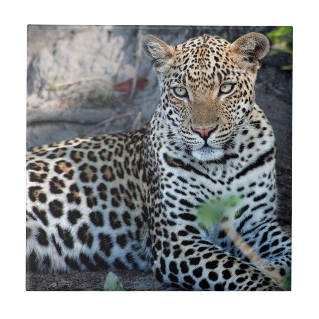 Azulejo De Cerámica Cerrar la sesión de retratos de leopardo (Frente)