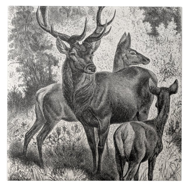 Azulejo De Cerámica Cervatillo de la gama del macho del ilustracion (Frente)