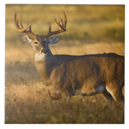 Azulejo De Cerámica Cerveza blanca (Odocoileus virginianus) adulto