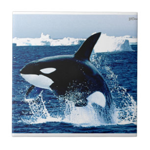 Azulejo De Cerámica Chapoteo de la ballena