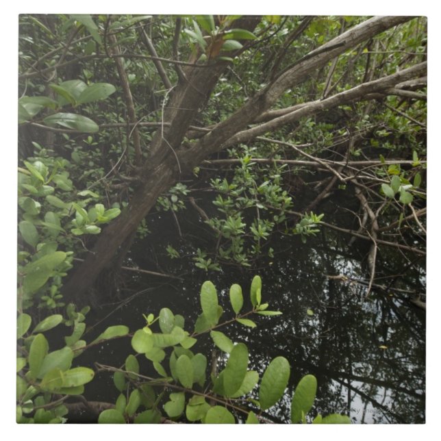 Azulejo De Cerámica Charca tropical de la sal (Frente)