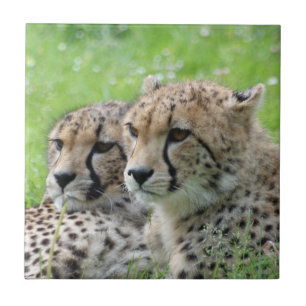 Azulejo De Cerámica Cheetah 009