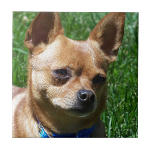 Azulejo De Cerámica Chihuahua