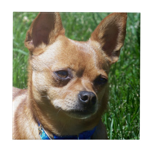 Azulejo De Cerámica Chihuahua (Frente)