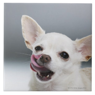 Azulejo De Cerámica Chihuahua blanca que lame los labios