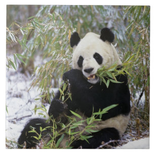 Azulejo De Cerámica China, Provincia de Sichuan. Giant Panda se alimen