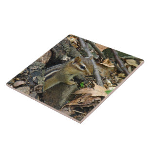 Azulejo De Cerámica Chipmunk del este - striatus del Tamias