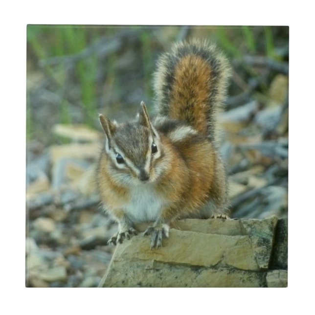 Azulejo De Cerámica Chipmunk en el Parque Nacional Glaciar (Frente)