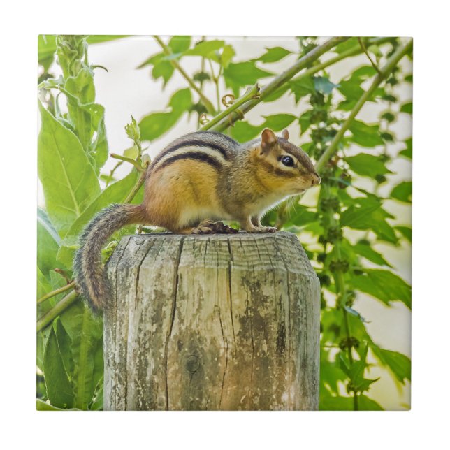 Azulejo De Cerámica Chipmunk en un post sobre la cerca (Frente)