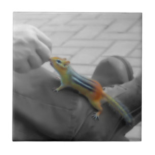 Azulejo De Cerámica Chipmunk Lunch