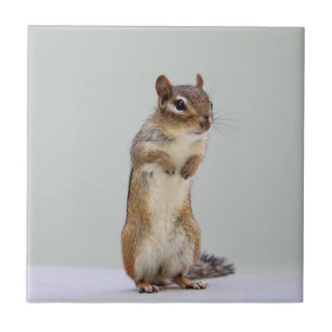 Azulejo De Cerámica Chipmunk que se levanta la foto