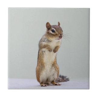 Azulejo De Cerámica Chipmunk que se levanta la foto