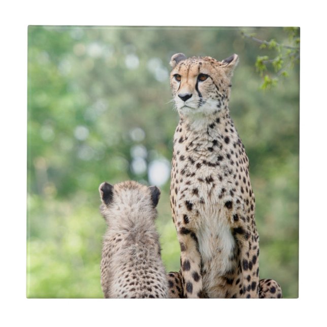 Azulejo De Cerámica Chita 004 (Frente)