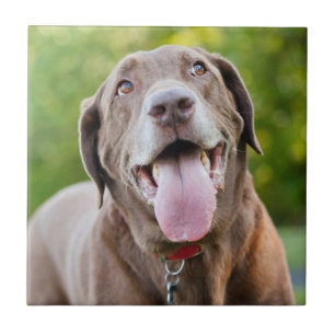Azulejo De Cerámica Chocolate Lab Dog