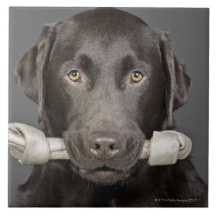 Azulejo De Cerámica Chocolate Labrador