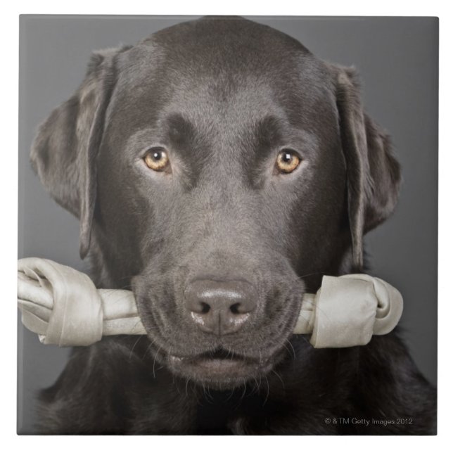 Azulejo De Cerámica Chocolate Labrador (Frente)
