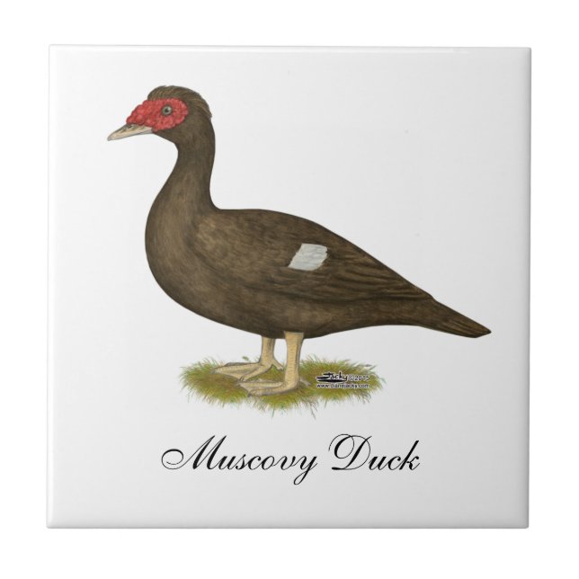 Azulejo De Cerámica Chocolate Muscovy Duck (Frente)
