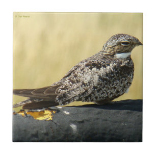 Azulejo De Cerámica Chordeiles minor