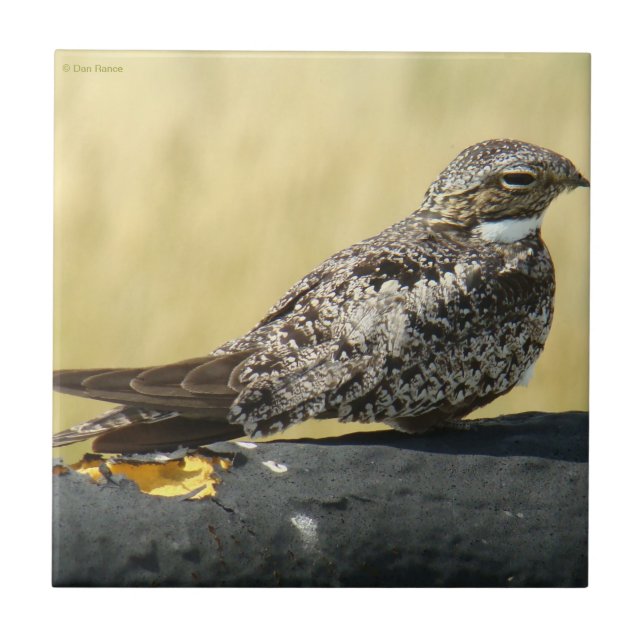 Azulejo De Cerámica Chordeiles minor (Frente)