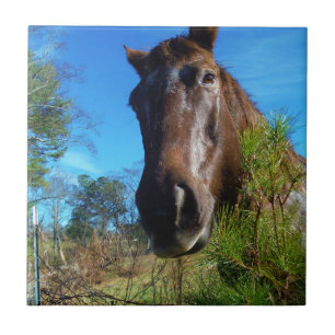 Azulejo De Cerámica Cielo azul de caballo marrón y crema
