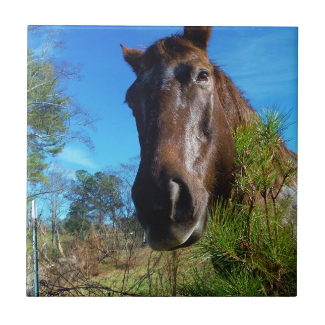 Azulejo De Cerámica Cielo azul de caballo marrón y crema (Frente)
