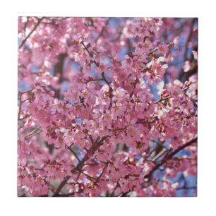Azulejo De Cerámica Cielo de Flor de Cerezo Rosa Sakura