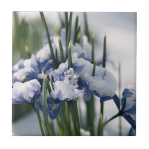 Azulejo De Cerámica Cierre de Iris