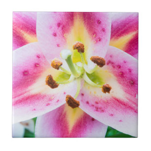 Azulejo De Cerámica Cierre de Lily