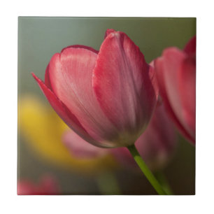 Azulejo De Cerámica Cierre de tulipanes rojos y amarillos en el jardí