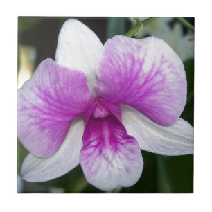 Azulejo De Cerámica cierre de una hermosa orquídea morada y blanca