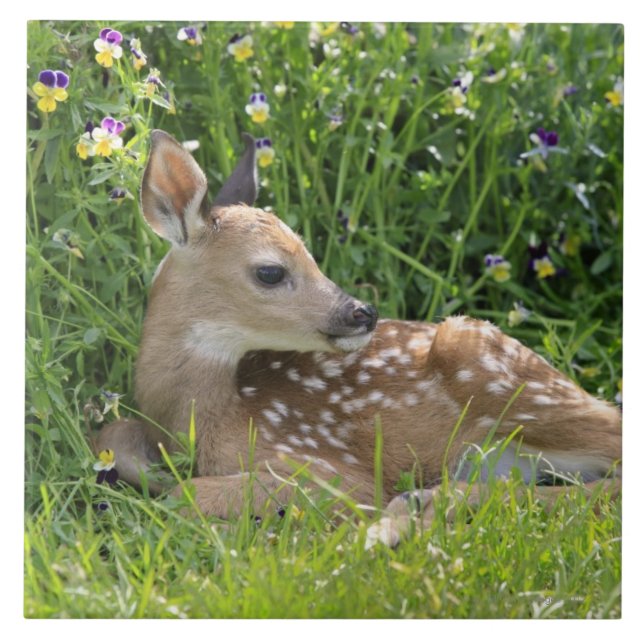 Azulejo De Cerámica ciervos Blanco-atados (virginianus del Odocoileus) (Frente)