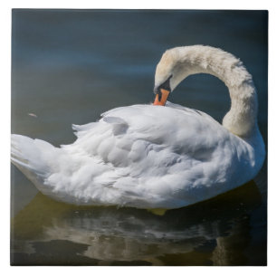 Azulejo De Cerámica Cisne blanco arriba de cerámica cerámica cercana