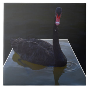Azulejo De Cerámica Cisne negro nadando en estanque dimensional,