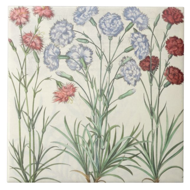 Azulejo De Cerámica Claveles: albo múltiplex del flore 1.Caryophyllus; (Frente)