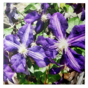 Azulejo De Cerámica Clematis en un muro de piedra