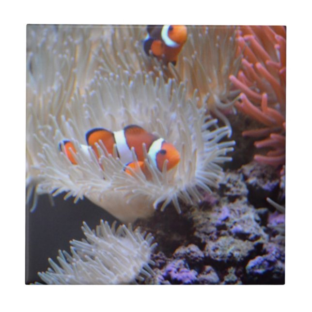 Azulejo De Cerámica Clownfish (Frente)