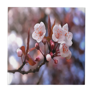 Azulejo De Cerámica Clúster con flores de cerezo con rosa y azul
