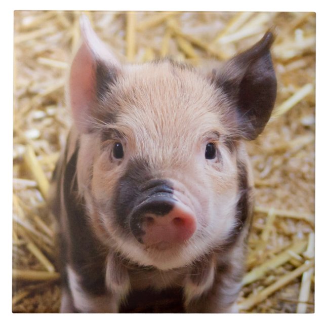 Azulejo De Cerámica Cochinillo (Frente)