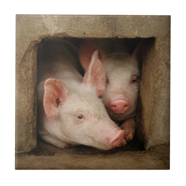 Azulejo De Cerámica Cochinillos curiosos (Frente)