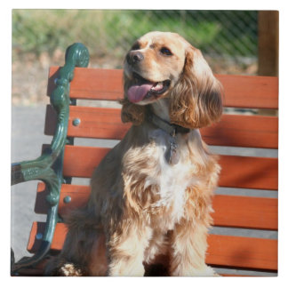 Azulejo De Cerámica Cocker spaniel