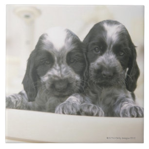 Azulejo De Cerámica Cocker spaniel inglés es una raza del perro. Él