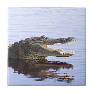 Azulejo De Cerámica Cocodrilo