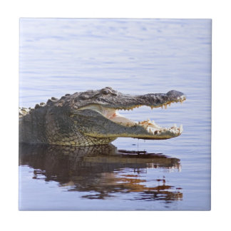 Azulejo De Cerámica Cocodrilo
