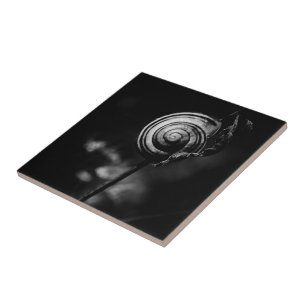 Azulejo De Cerámica cola de caracol