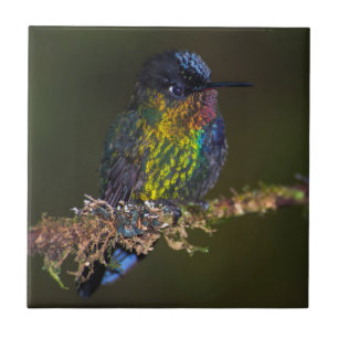Azulejo De Cerámica Colibrí