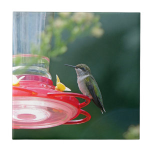 Azulejo De Cerámica Colibrí
