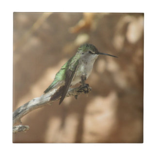 Azulejo De Cerámica Colibrí